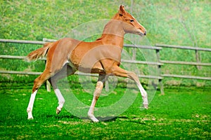 Trotting chestnut foal in summer field