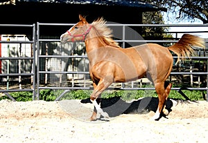 Trotting Horse