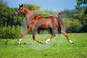 Trotting horse on a pasture