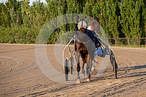 Trotting racehorses and rider on a stadium track. Competitions for trotting horse racing. Horses compete in harness racing. photo