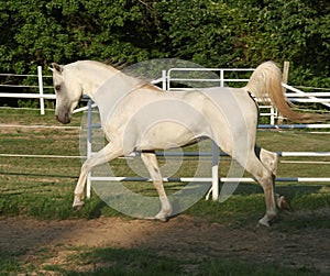 Trotting Stallion