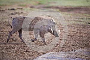 Trotting Warthog
