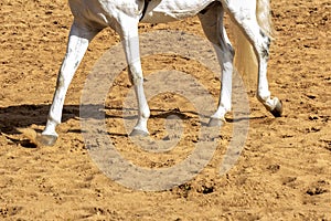 Trotting white horse paws on training sand lane