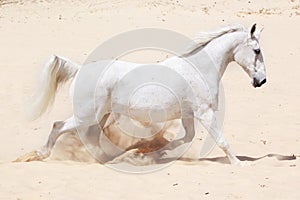 Trotting white lusitano horse