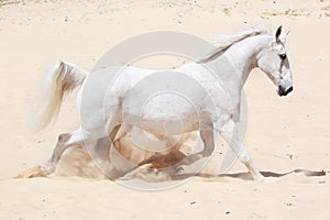 Trotting white lusitano horse photo