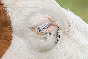 Troublesome flies in the cow's eye photo