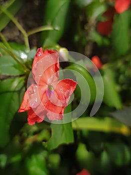 troublesome pink flower photo
