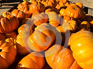 Trough full of bright orange pumpkins