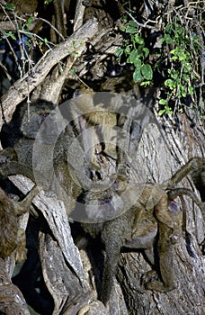 Troupe of Baboons photo