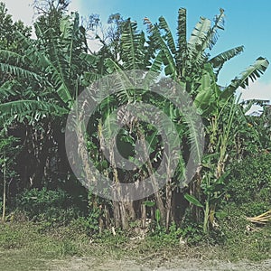 Troupe of banana trees photo