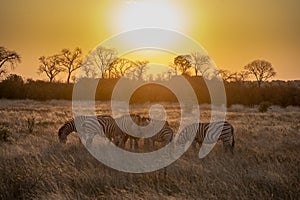Troupeau de ZÃ¨bres au couchÃ© de soleil dans l\'Okavango photo
