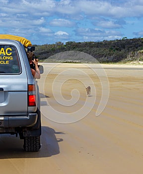 trourist taking pictures of a Dingo out of the car, on the beach in Great Sandy National Park, Fraser Island Waddy Point, QLD,