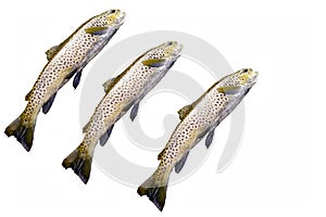 Trout