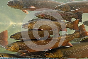 Trout