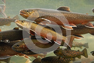 Trout