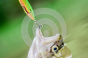 Trout bait. catch fish. fall into the trap. fish on hook. stalemate and hopelessness. fly fishing trout. recreation and