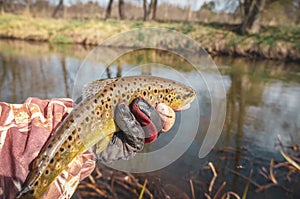 Trout caught fly fishing. Fishing, catch and release