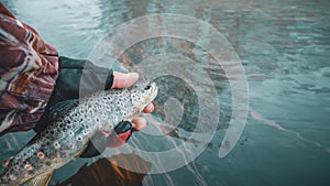 Trout caught fly fishing. Fishing, catch and release