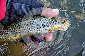 Trout caught fly fishing. Freshwater fishing.