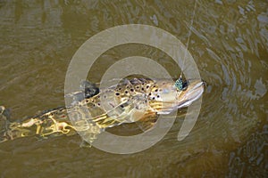 Trout caught in the forest brook