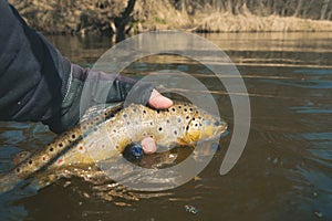 Trout caught in the forest brook