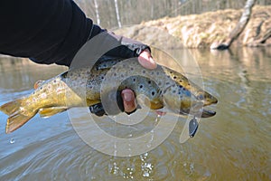 Trout caught in the forest brook