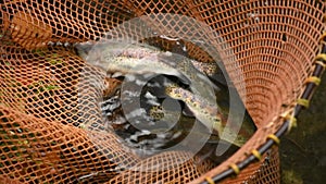 Trout caught from the pond splashing in the net