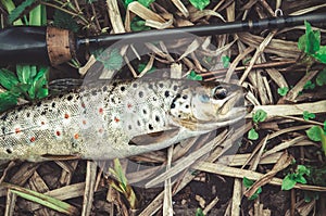 Trout caught spinning