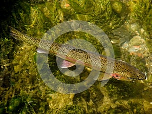 Trout in Clear Creek