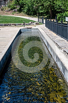 Trout at the D.C. Booth Historic National Fish Hatchery in Spearfish, South Dakota, USA