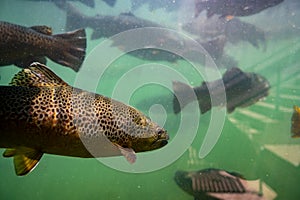 Trout at the D.C. Booth Historic National Fish Hatchery in Spearfish, South Dakota, USA