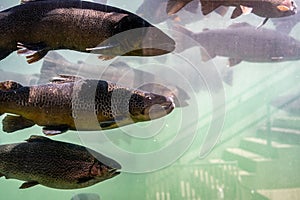 Trout at the D.C. Booth Historic National Fish Hatchery in Spearfish, South Dakota, USA