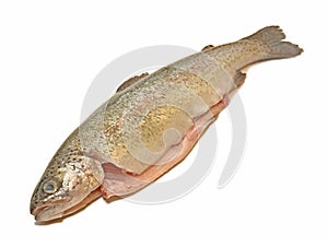 Trout