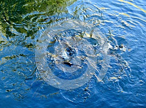 Trout feeding frenzy