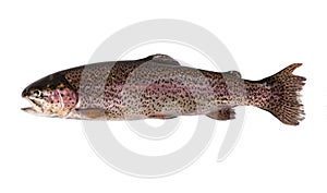 Trout fish