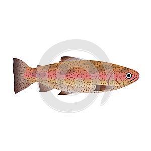 trout fish cartoon vector illustration