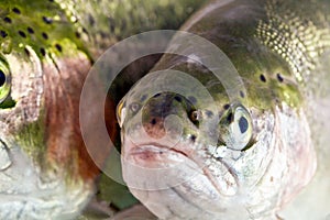 Trout Fish Close Up