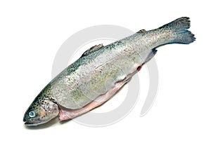 Trout fish