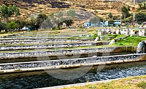 Trout fish farm at Ingenio in Junin, Peru photo