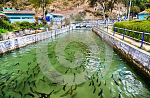 Trout fish farm at Ingenio in Junin, Peru photo
