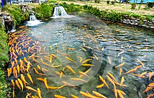 Trout fish farm at Ingenio in Junin, Peru photo