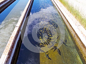 Trout in Fish Hatchery Raceway