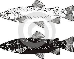 Trout fish illustration
