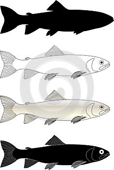 Trout fish illustration