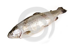 Trout fish isolated on white