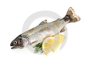 Trout fish isolated on white