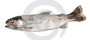 Trout fish isolated on white without shadow