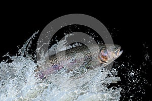 Trout fish jumping with splashing in water