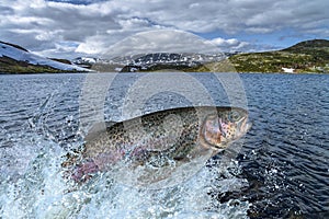 Trout fish jumping with splashing in water