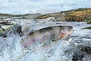 Trout fish jumping with splashing in water